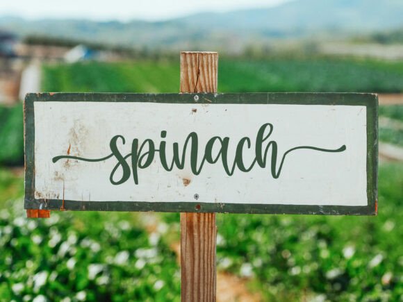 Blush Font - Preview 5