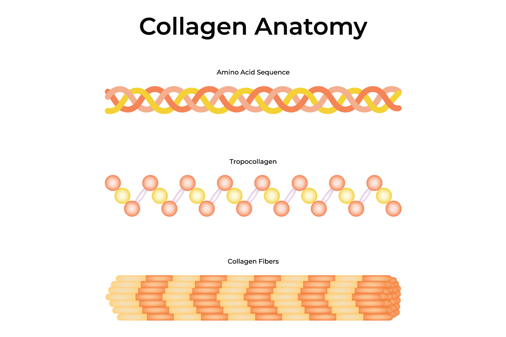 Collagen Anatomy Science Design Vector Graphic by hamjaiu · Creative ...