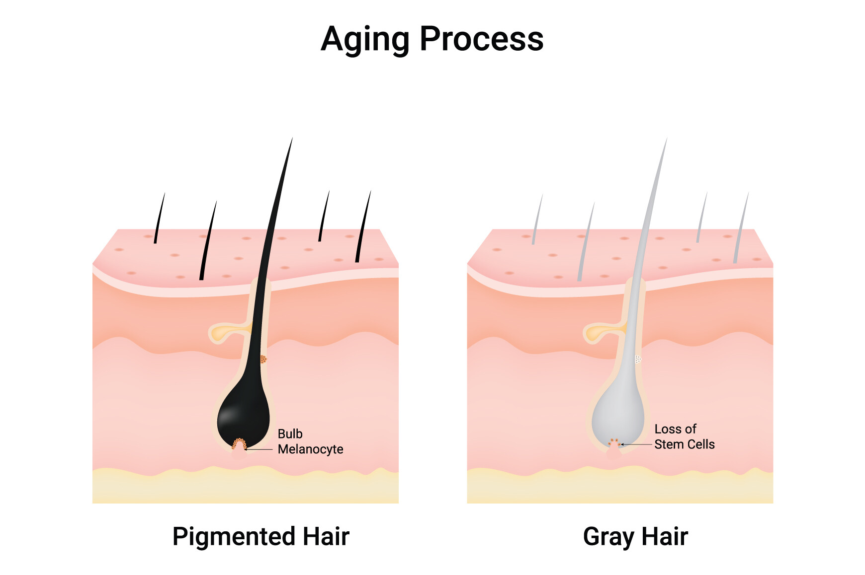 Aging Process Science Design Vector Graphic by hamjaiu · Creative Fabrica