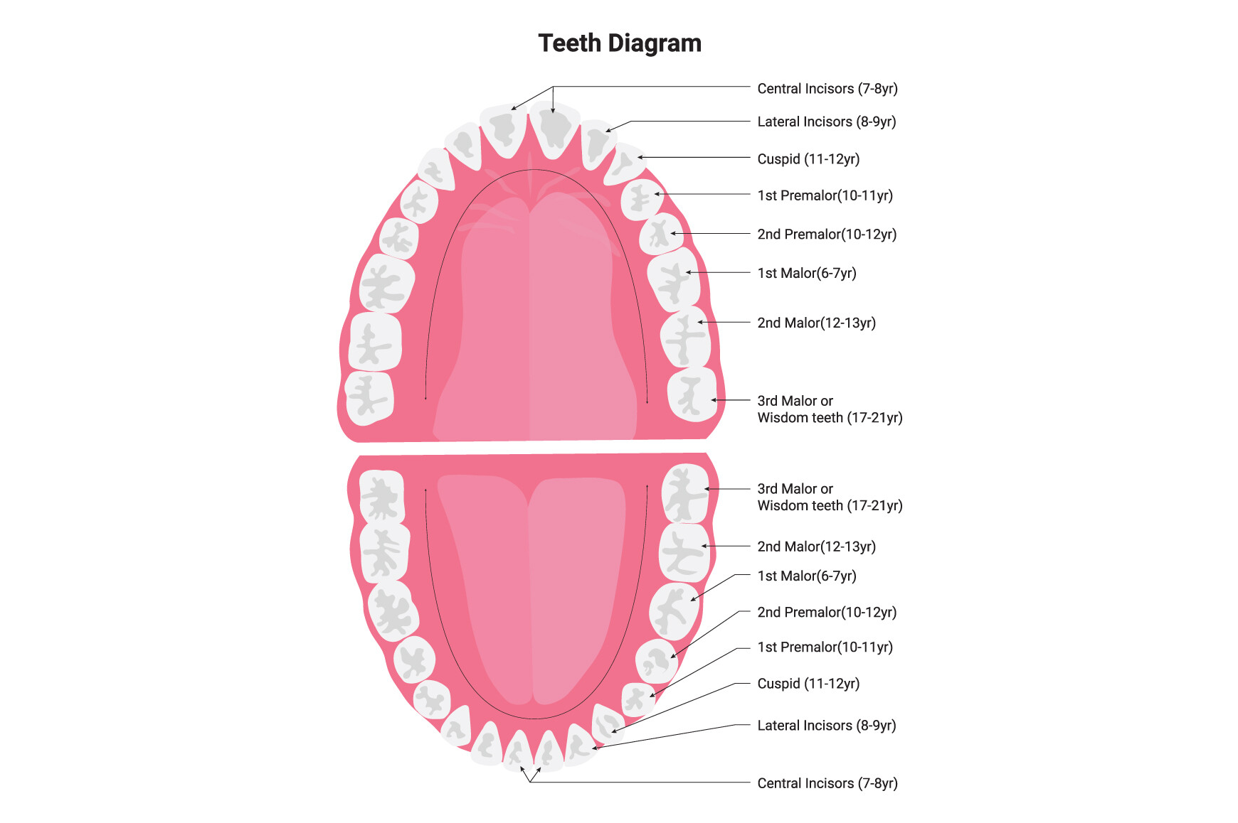 Teeth Diagram Science Design Vector Graphic by hamjaiu · Creative Fabrica