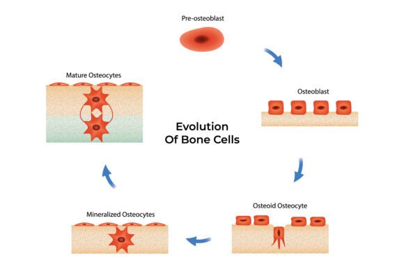 Evolution of Bone Cells Science Design Graphic by hamjaiu · Creative ...