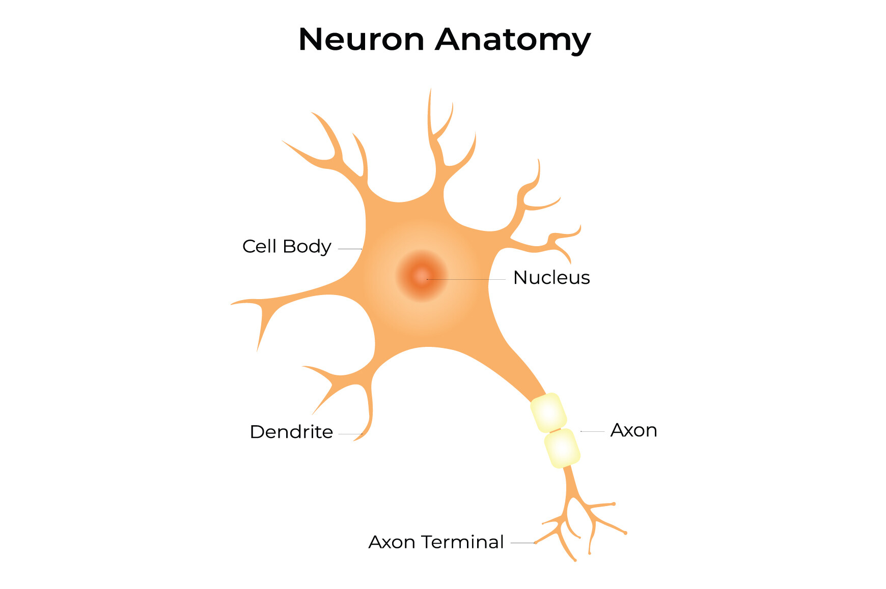 Neuron Anatomy Science Design Vector Graphic by hamjaiu · Creative Fabrica