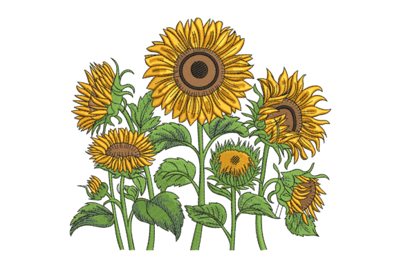 Beautiful Sunflowers