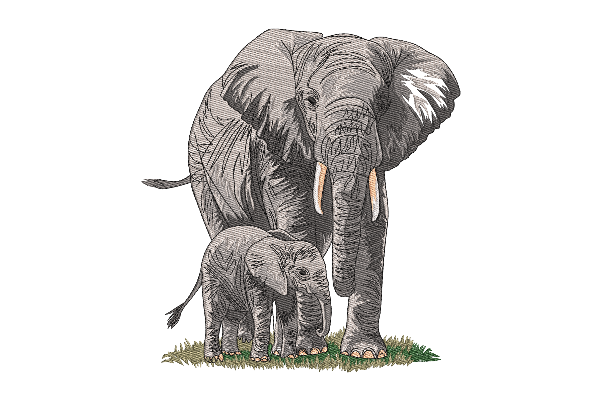 African Bush Elephant