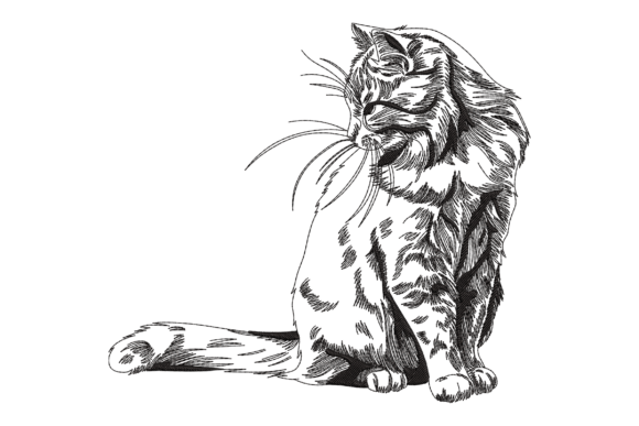 Maine Coon