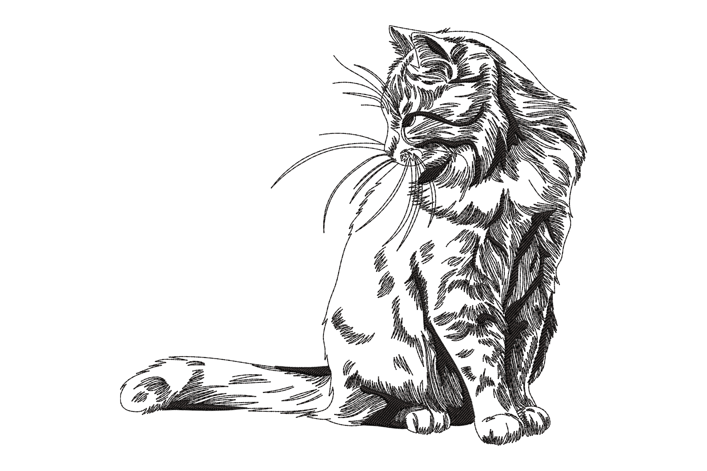 Maine Coon