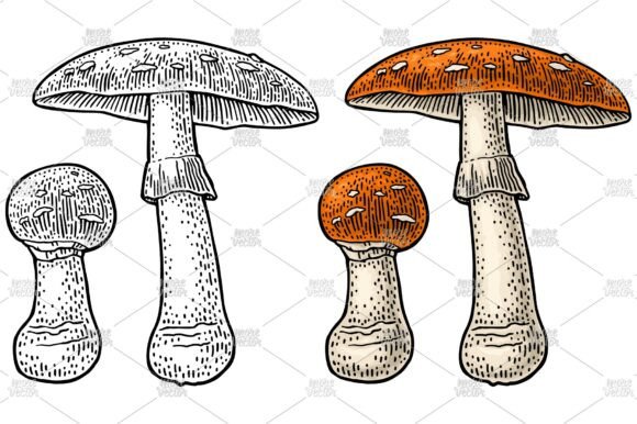 Amanita. Vintage Color Engraving Graphic Illustrations By morevector