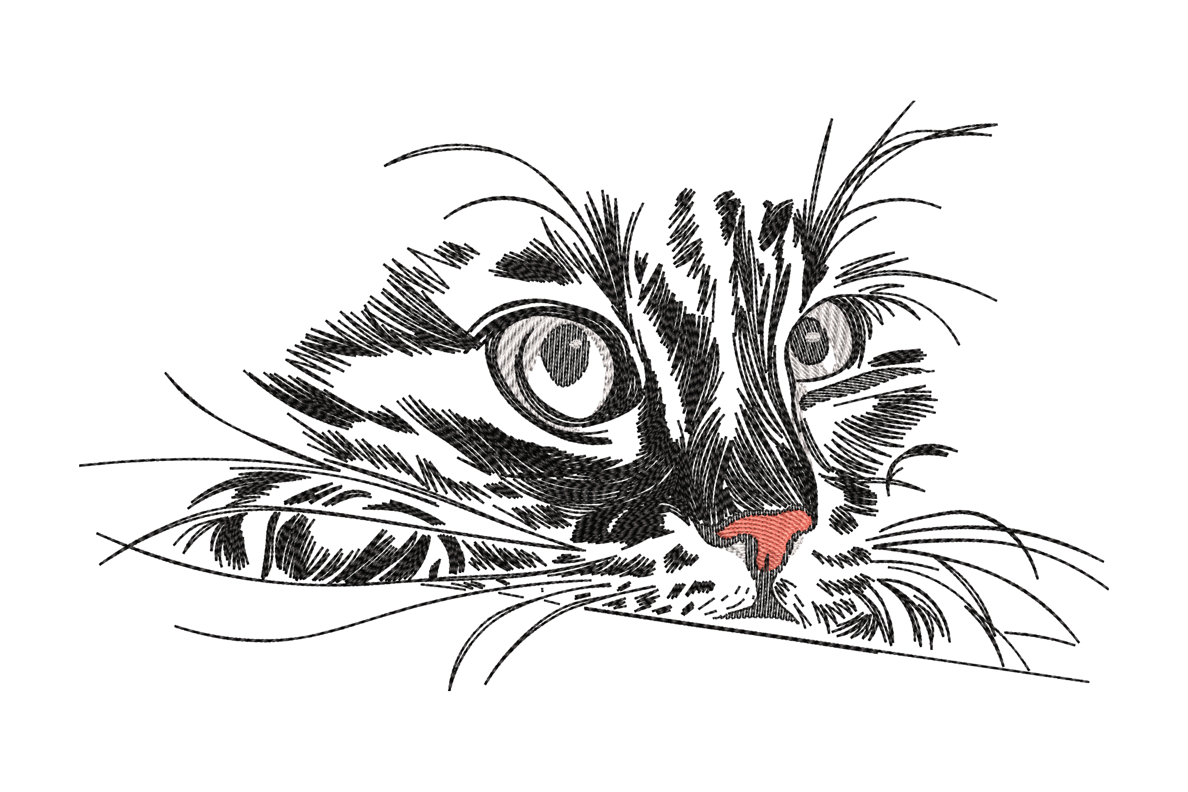 Curious Cat