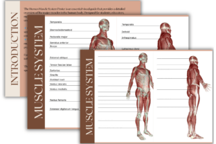 Human Muscle System Poster | Anatomy Graphic by Nora as · Creative Fabrica