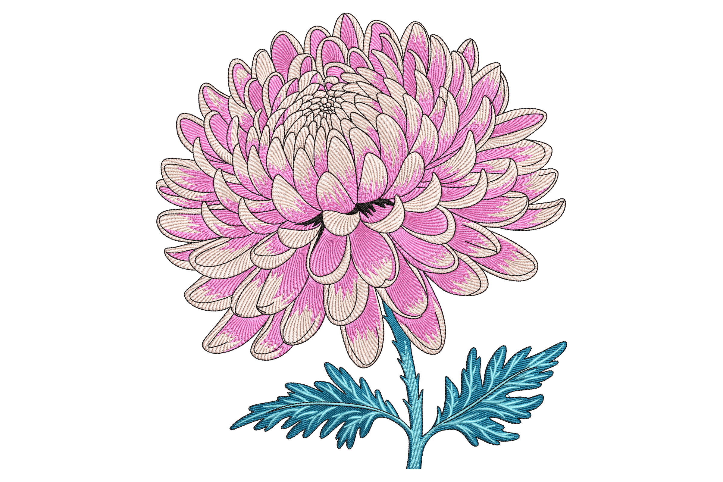 Chrysanthemum Blossom