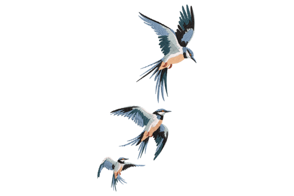 Soaring Swallows
