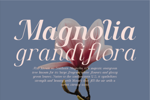 Algra Molta Font - Preview 2