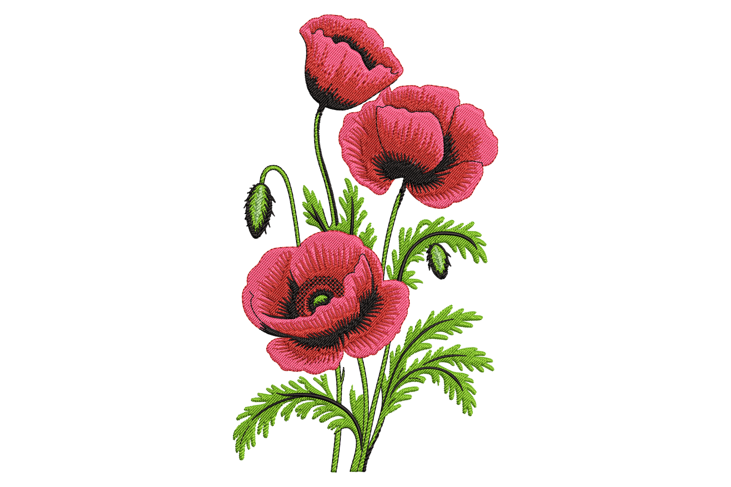 Blooming Red Poppy Flowers