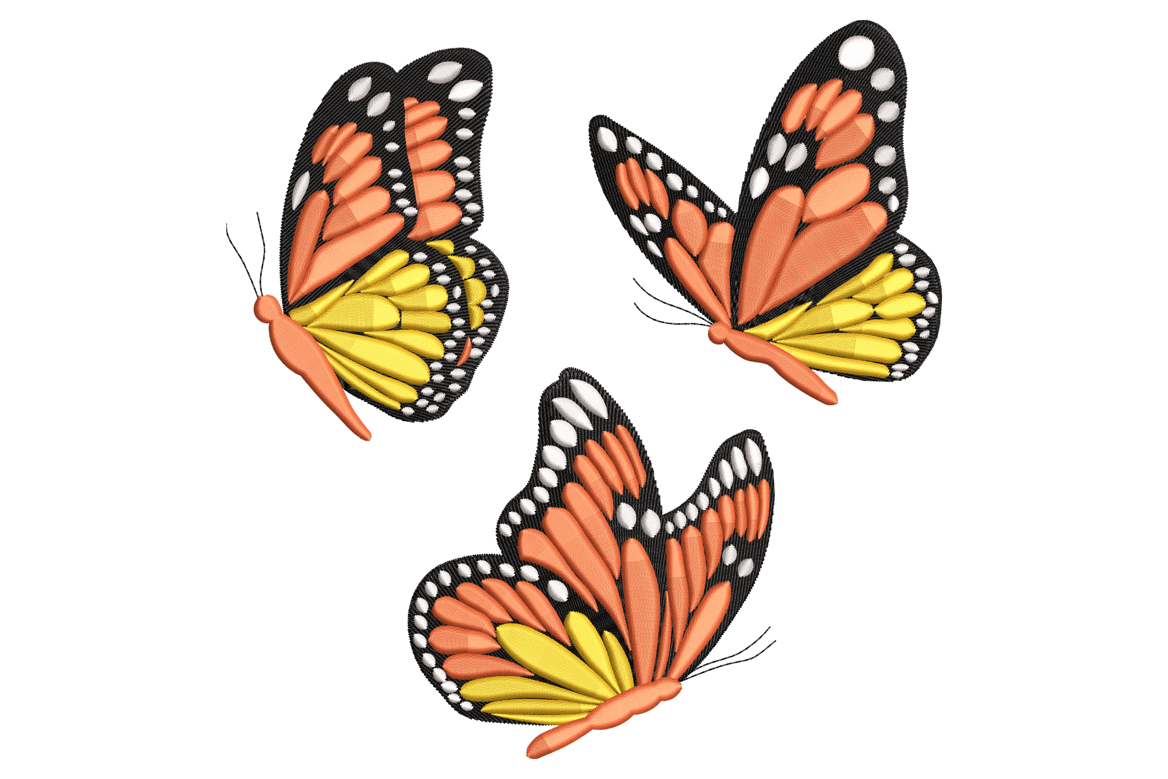Monarch Butterfly