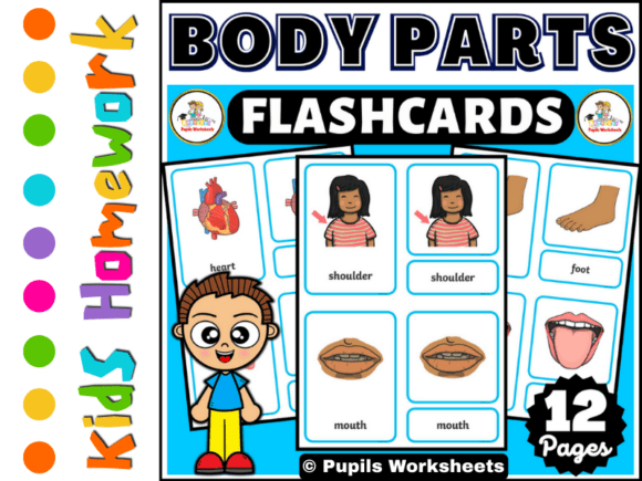Human Body Parts Flashcards for Kids