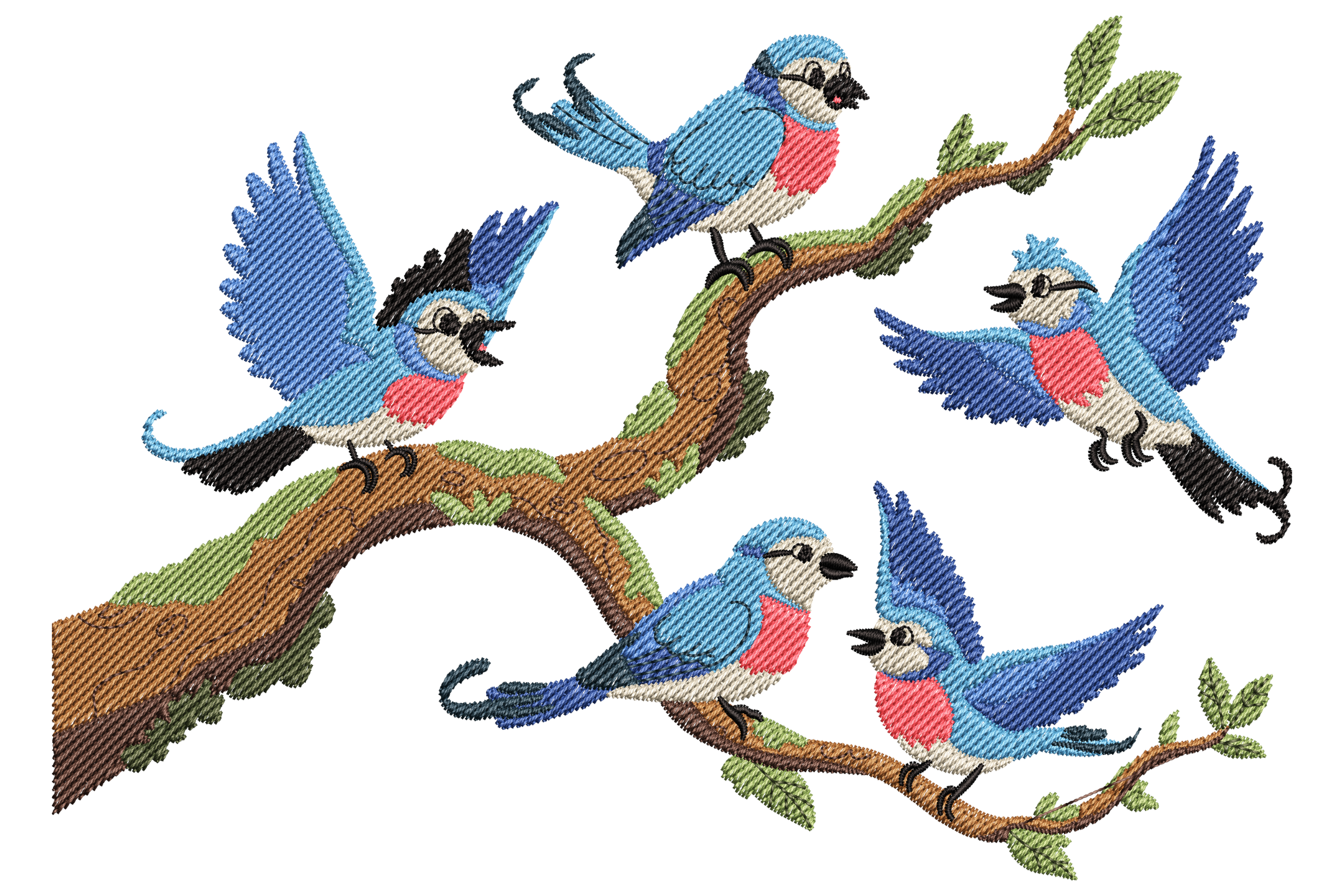 Cute Blue Jay Birds