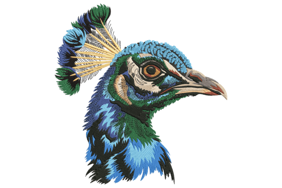 Peacock Bird