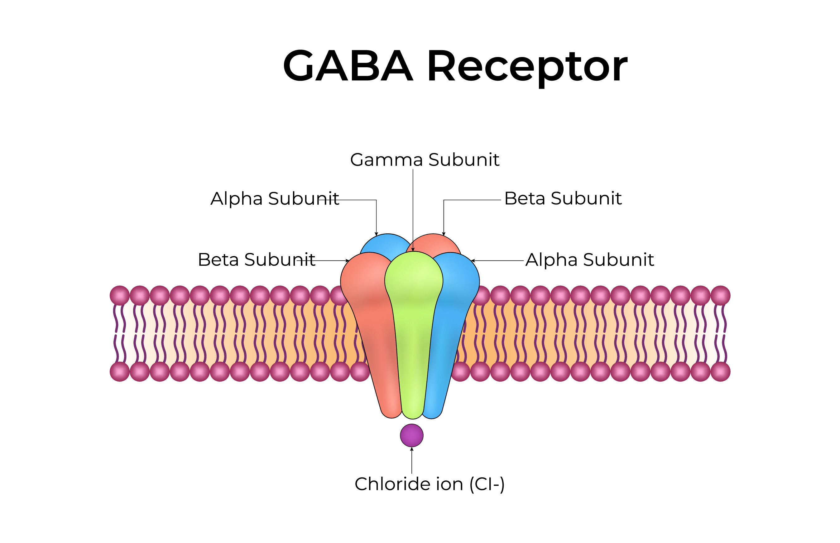 GABA Receptor Structure and Function Des Graphic by AS Ashik · Creative ...