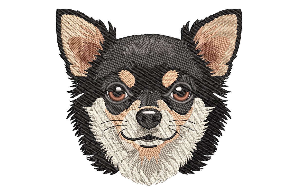 Lovely Chihuahua Dog