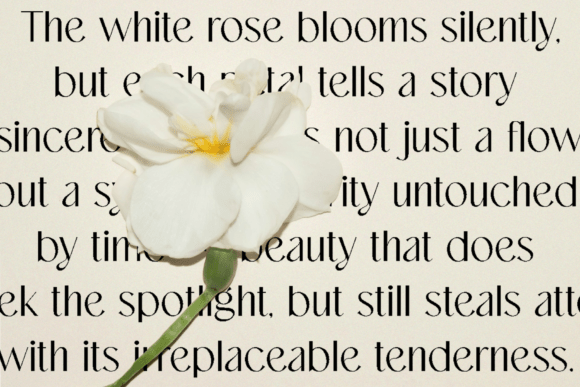 Dastin Mirelle Font - Preview 2