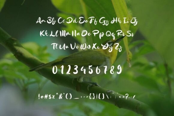 Pleci Font PNG with transparent background - Preview 1