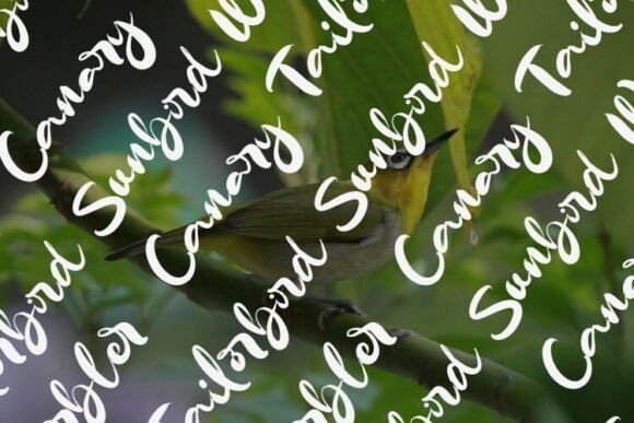 Pleci Font PNG with transparent background - Preview 4