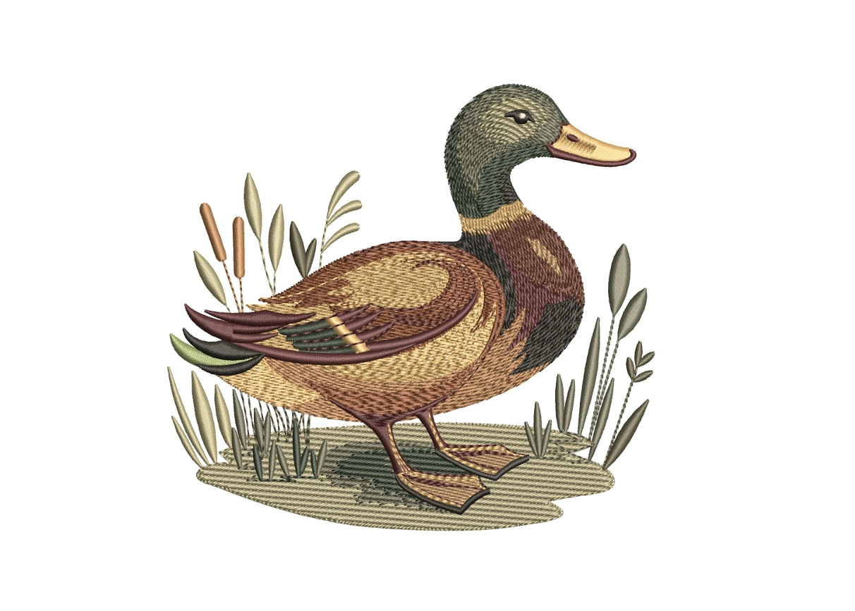 Mallard Duck