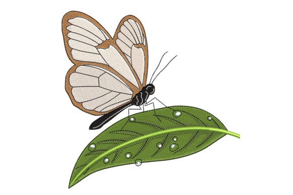 Elegant Glasswing Butterfly