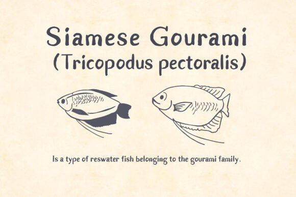Gurame Font PNG with transparent background - Preview 3