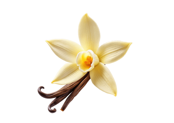 PNG Vanilla Flower and Pods Graphic Illustrations By stockmarket