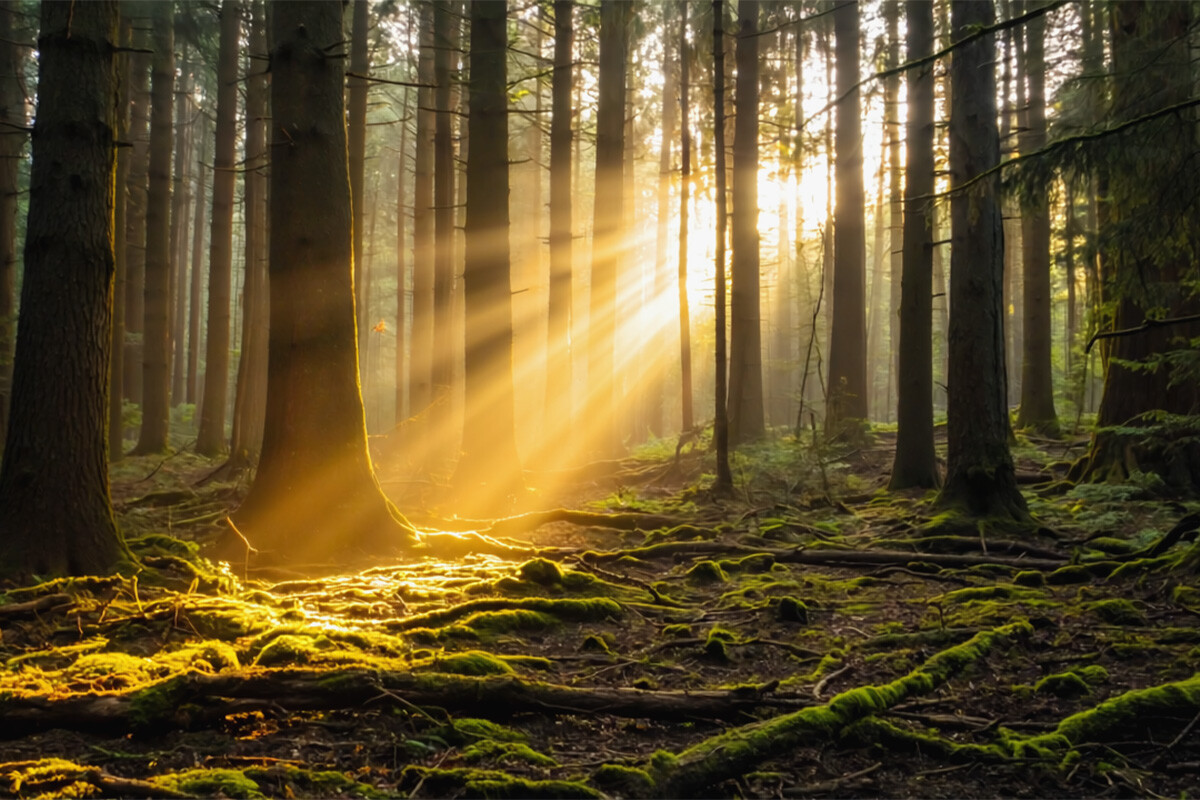 Golden Sunlight Filtering Through Forest 4K
