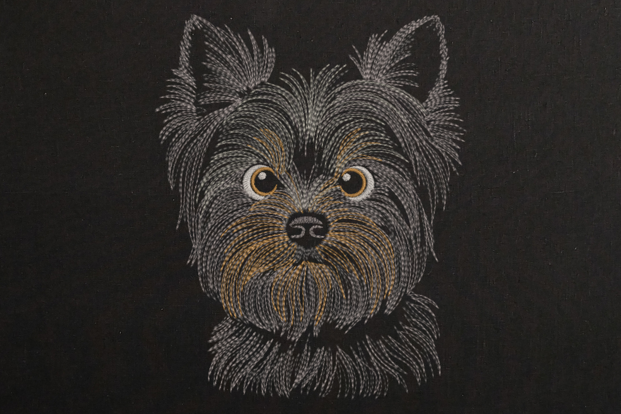 Dog Yorkshire Terrier Head