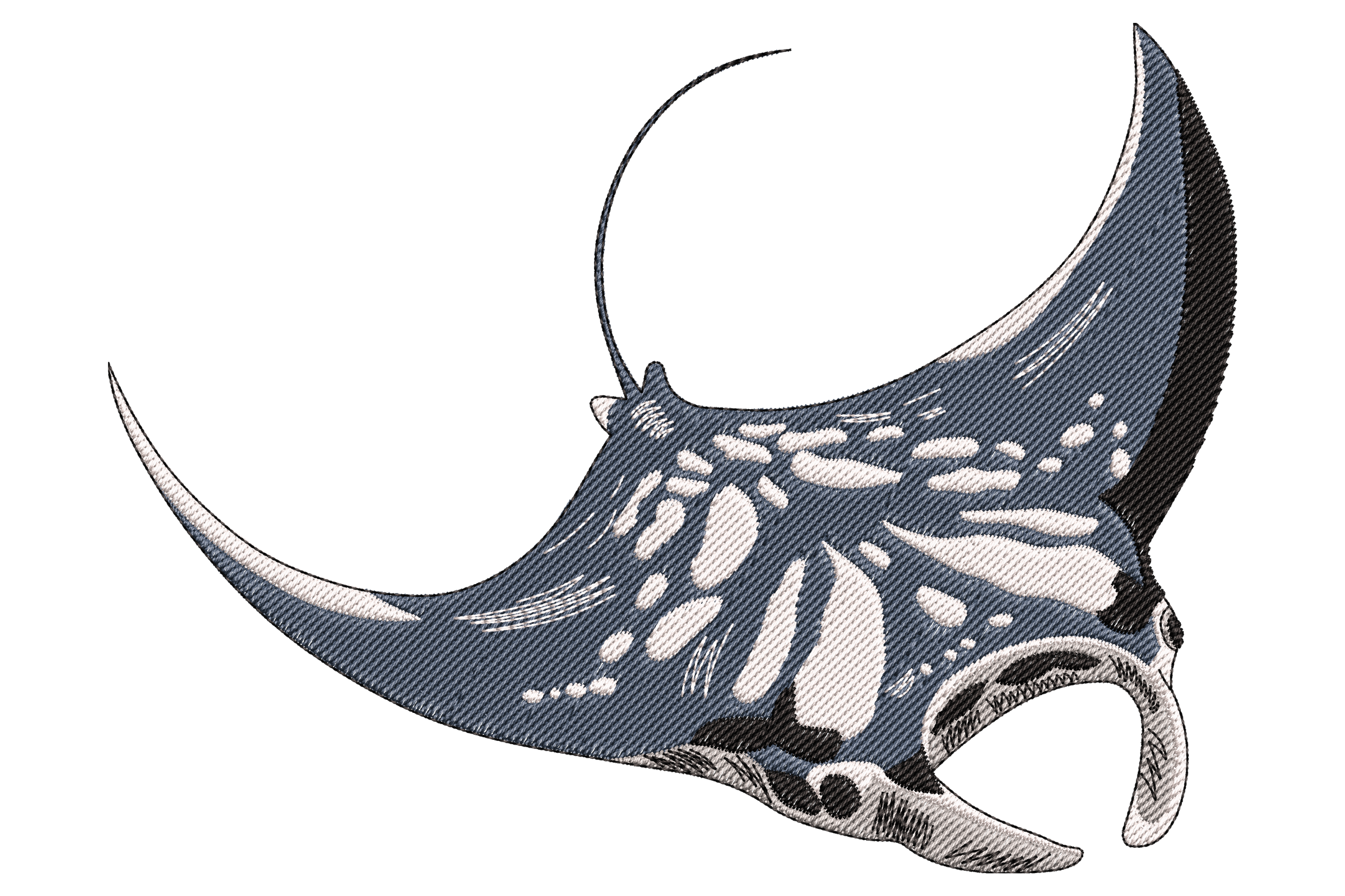 Manta Ray