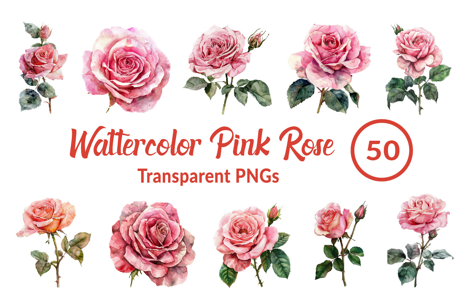 Watercolor Pink Rose Clipart Graphic by Mahmudul-Hassan · Creative Fabrica