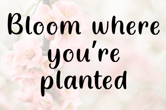 Cloudberry Script Font - Preview 1