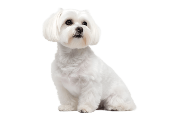 adorable white maltipoo puppy portrait svg png for sublimation gifts
