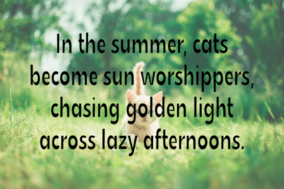 Skinny Cat Font PNG with transparent background - Preview 2