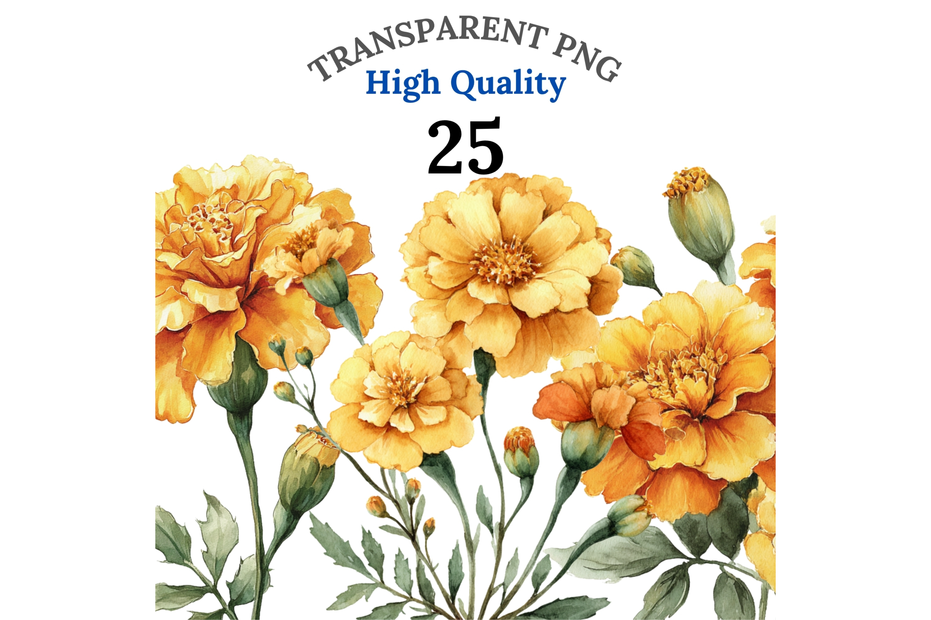 25 Marigold Flower Clipart PNG Graphic by patipaintsco · Creative Fabrica