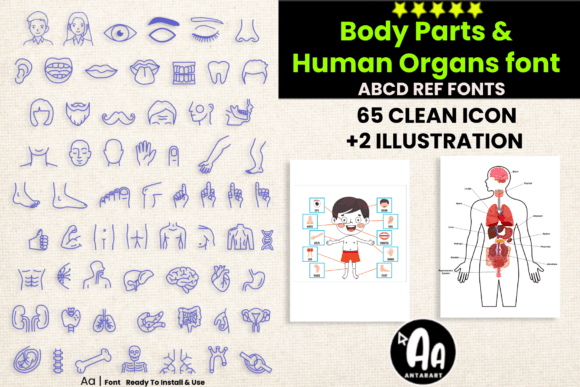 Abcd Ref Body Parts Organs Fonts
