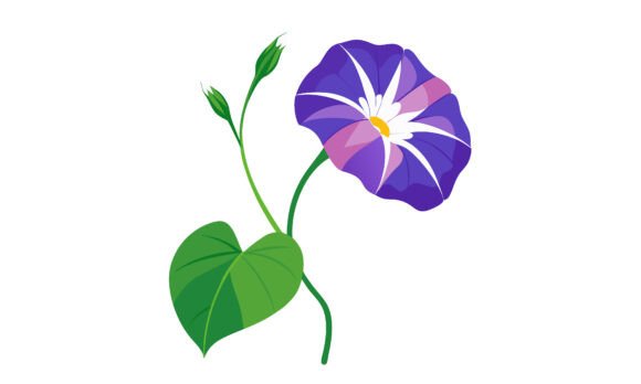 Vector Illustration of a Morning Glory Graphic Crafts By rabiulalam97677