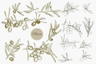 Olivion Vector Olive Vector Set Graphic by fleurartmariia · Creative Fabrica