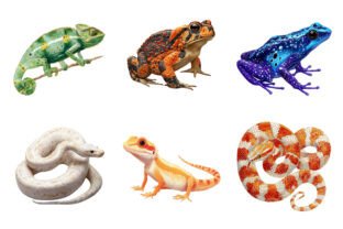 Watercolor Reptile Clipart Graphic by Design Market · Creative Fabrica