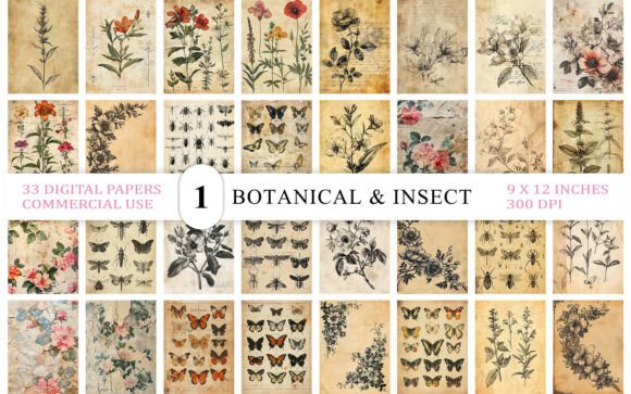 Vintage Botanical & Insect Illustration
