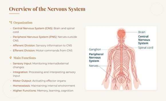 Medical School Anatomy Slides | Nervous