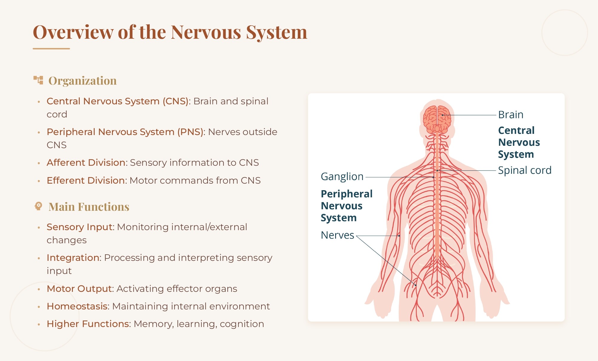 Medical School Anatomy Slides | Nervous