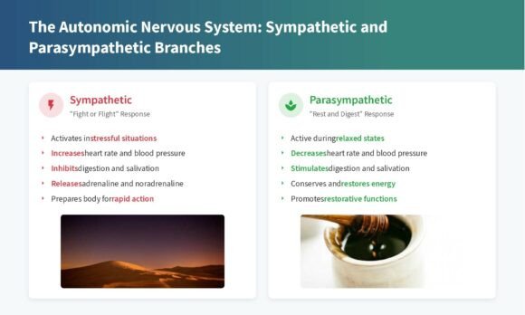 Nervous System Regulation Presentation |