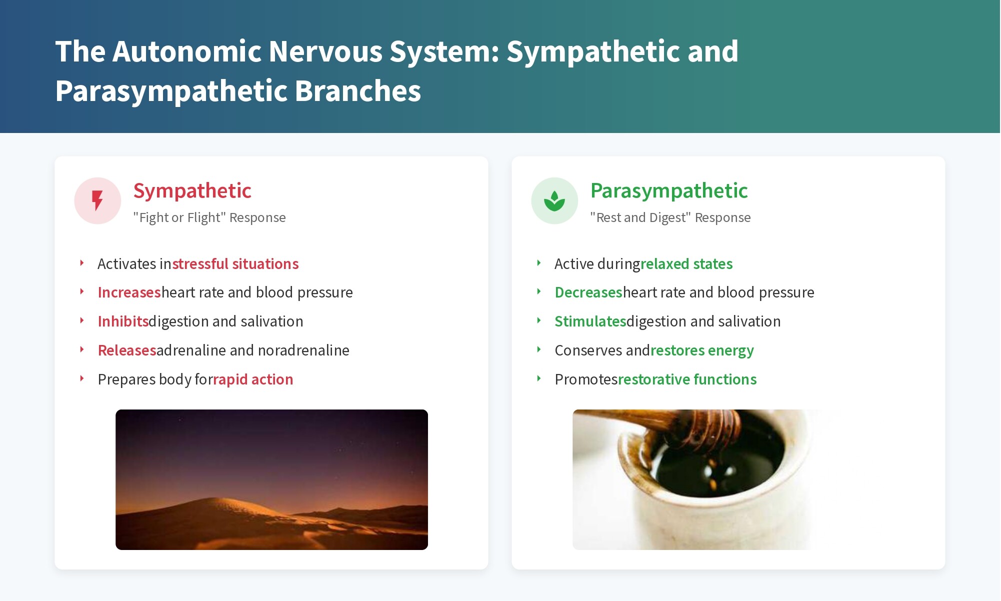 Nervous System Regulation Presentation |