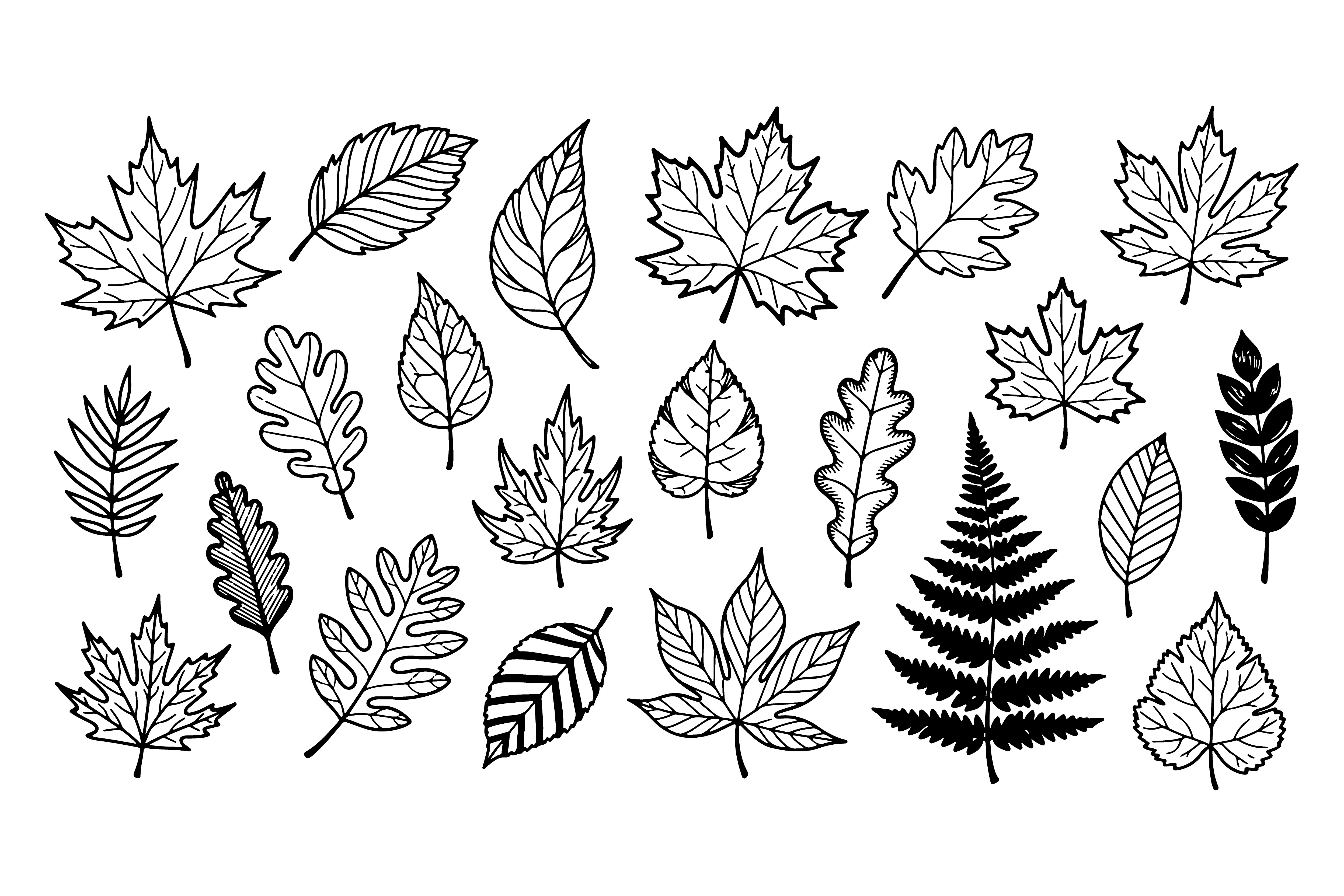 Collection of Hand Drawn Leaf Silhouette