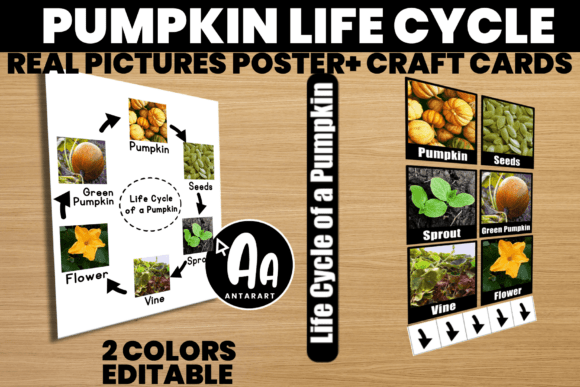 Life Cycle of a Pumpkin & Real Pictures