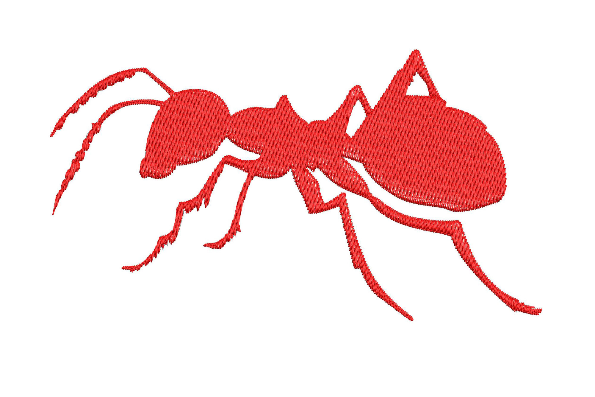 Ant